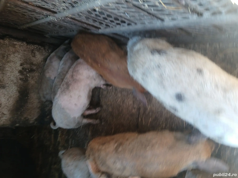 vand purcei vand purcei