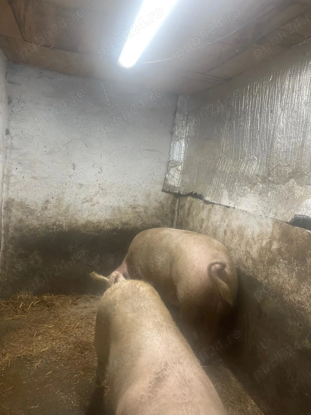 Vand scroafe tinere de prasila sau pentru taiat. 