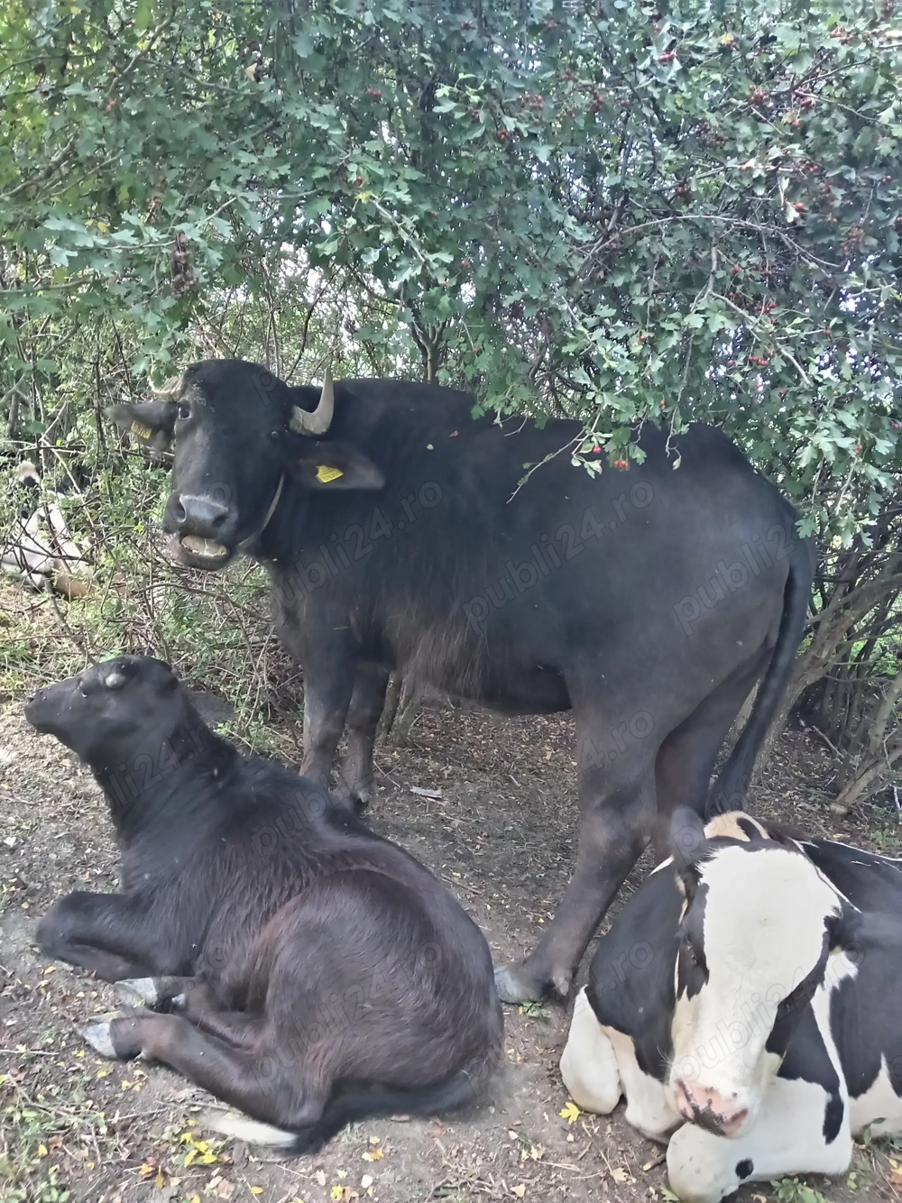 Animale de ferma cluj Animale de ferma cluj