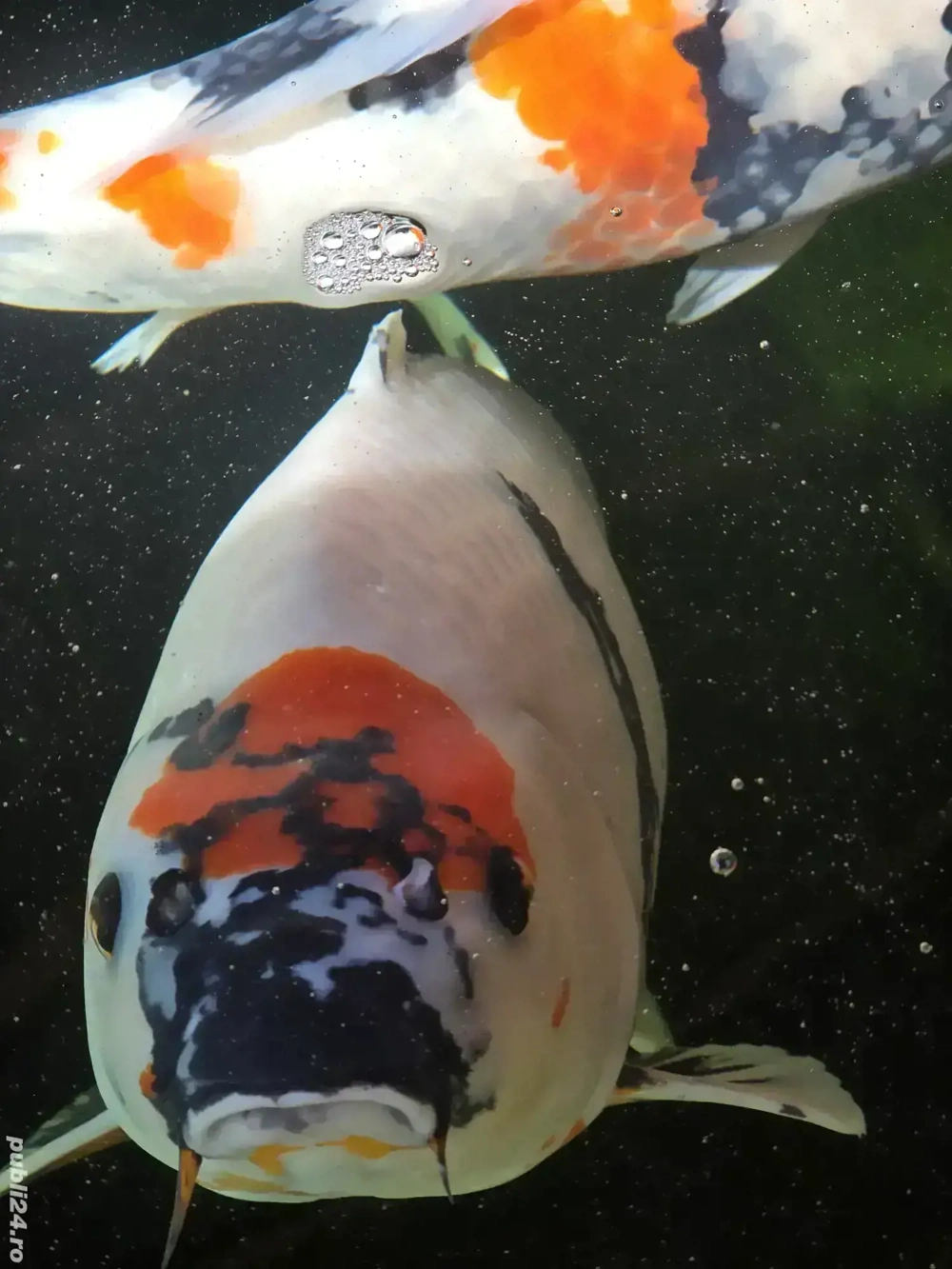 Pesti Koi Japonezi Premium 