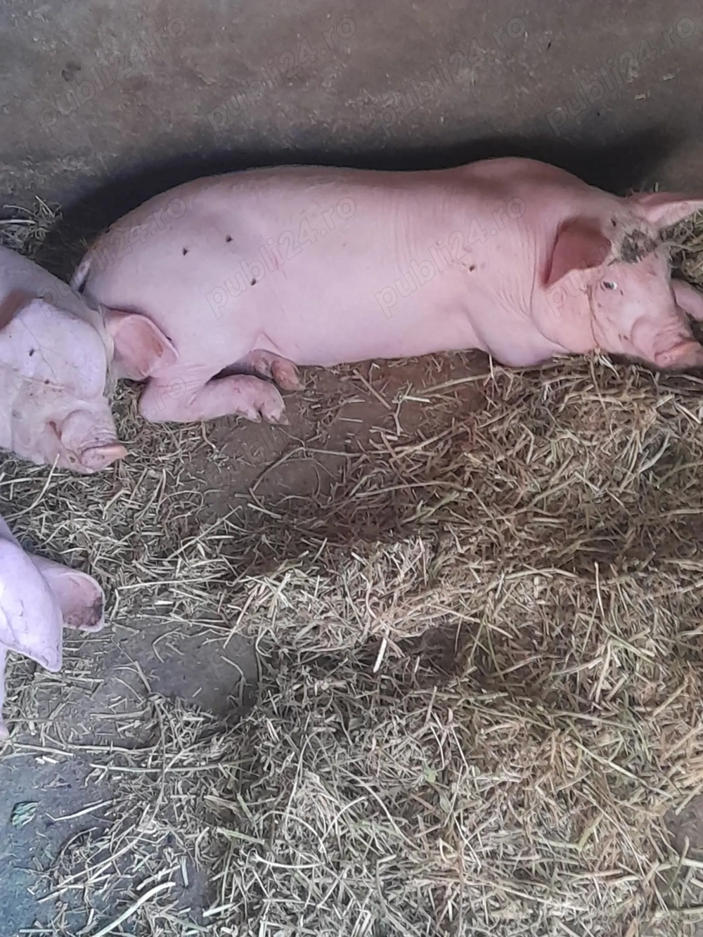 Vând porci de 6 săptămâni 