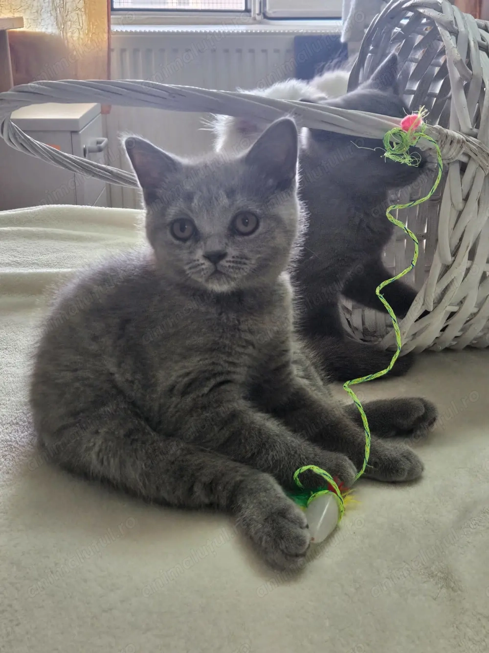 fetite si baietei rasa pura british & scotish