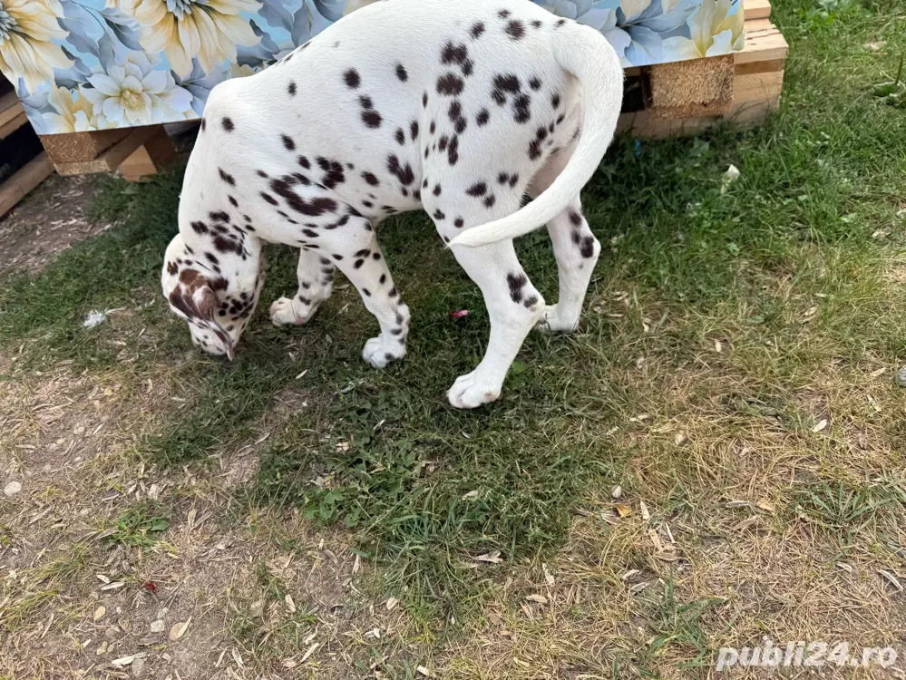 Vand Cățelușe Dalmațiene