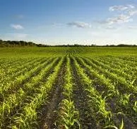 Vanzare Teren arabil  Valcelele Buzau