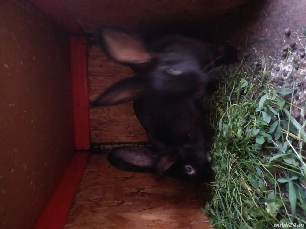 vand pui  de iepuri vand pui  de iepuri