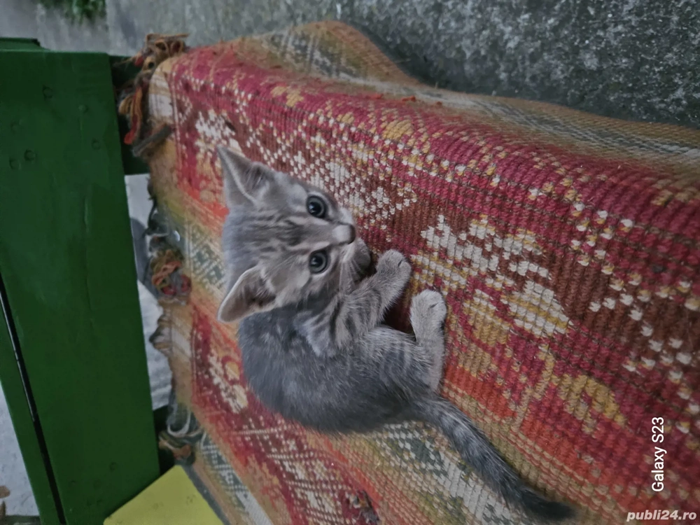 Donez puiuți de pisica Donez puiuți de pisica