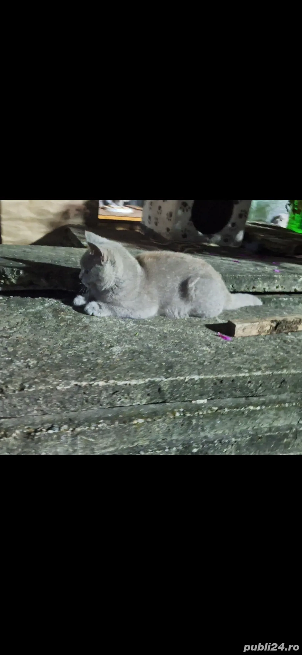 Pisici British Shorthair Lilac