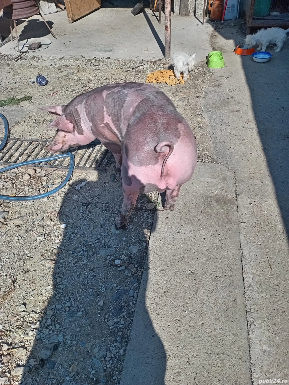 Vând vier pietran  Vând vier pietran