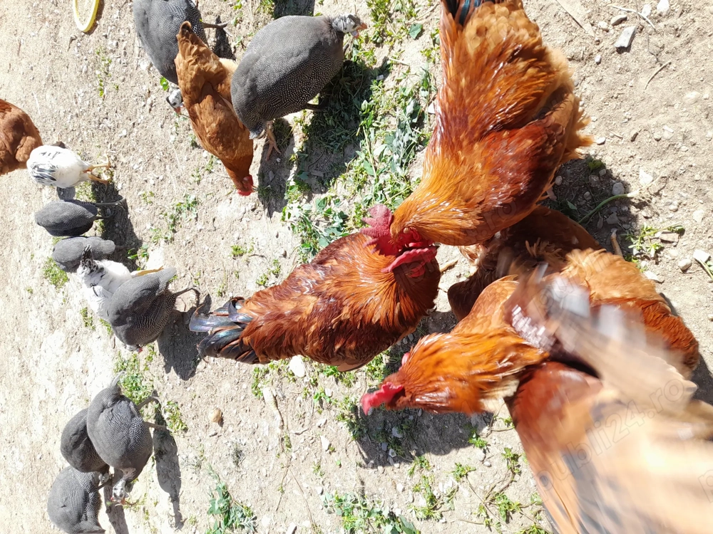 Bibilici de vinzare și cocos Bibilici de vinzare și cocos