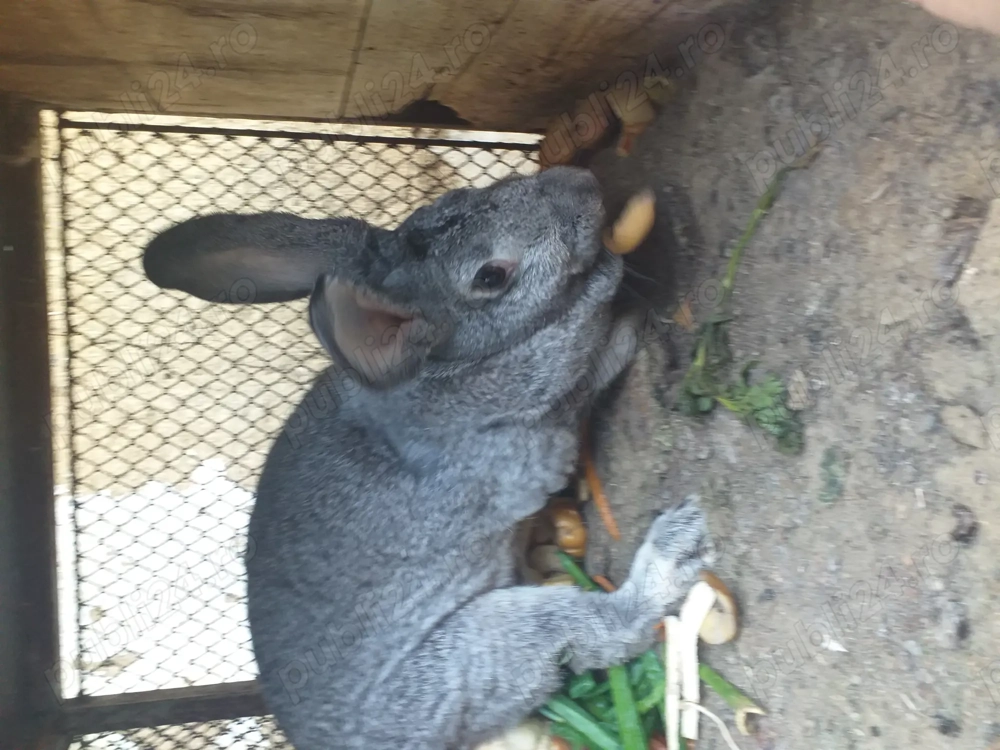 Vand femela Vand femela