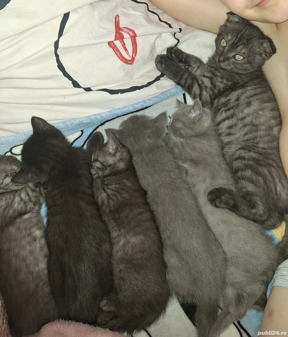 British Shorthair & Scotish Fold