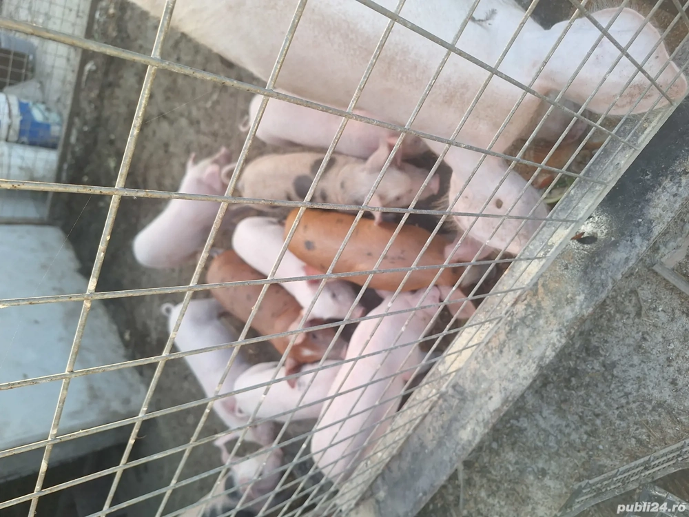 purcei de 6 săptămânii  purcei de 6 săptămânii