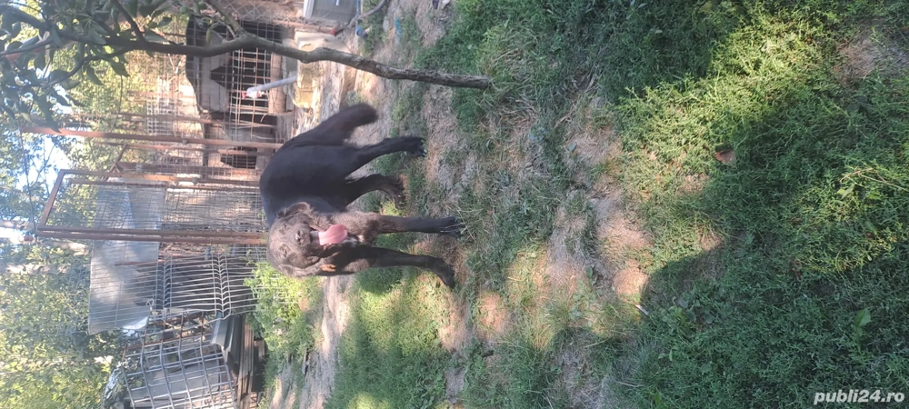 vând ciobănesc corb  vând ciobănesc corb