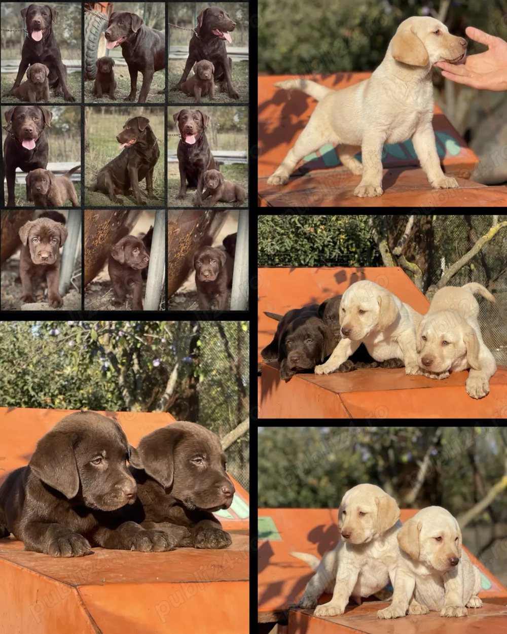 Căței Labrador Retriever  