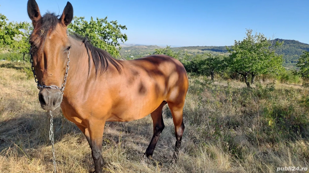 Iapă de vânzare  Iapă de vânzare