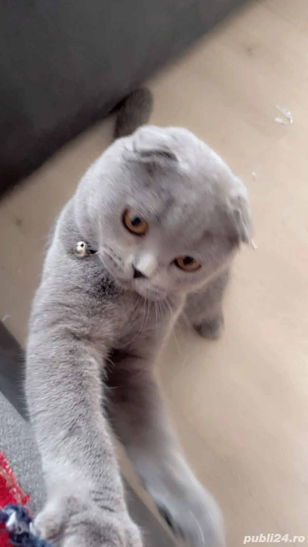 vand pisica  vand pisica