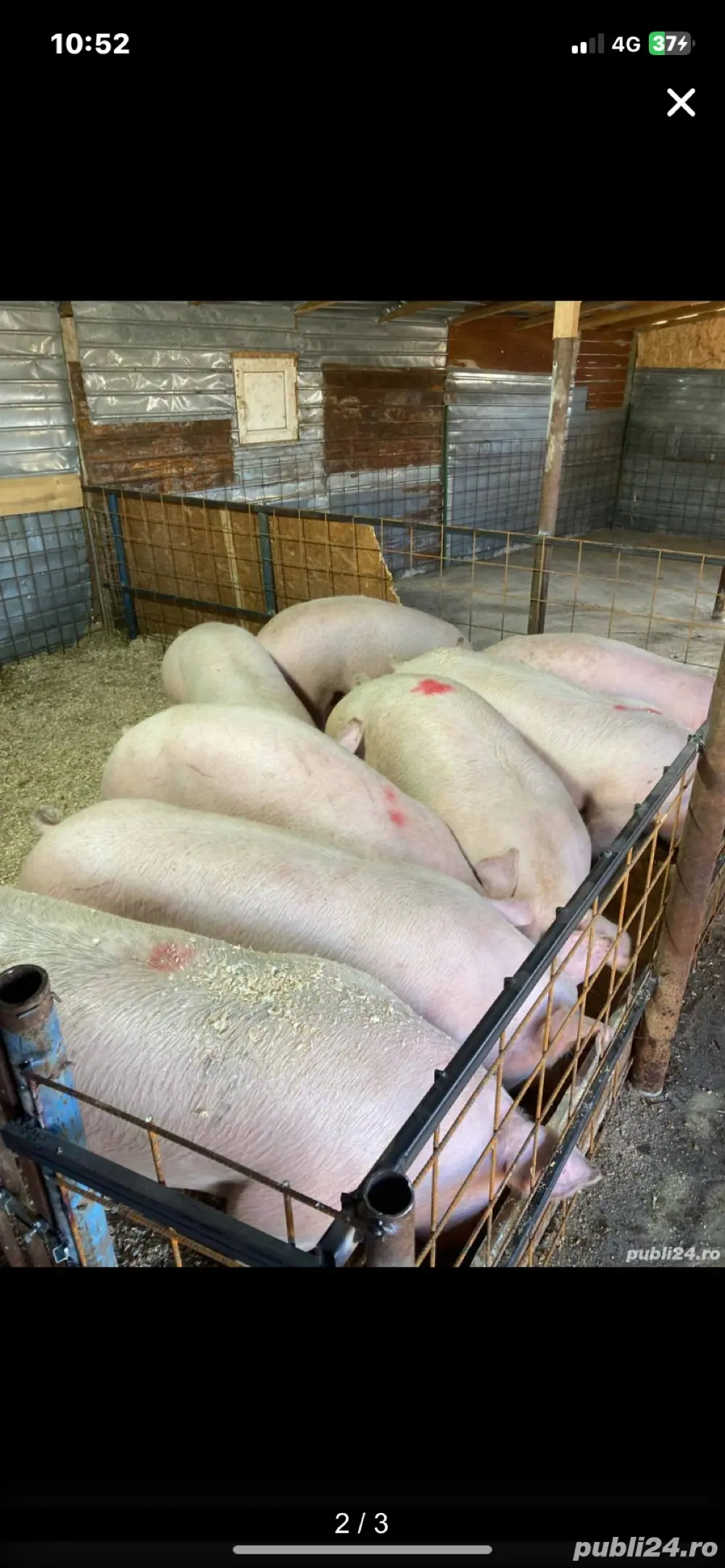 de vanzare porci numai de carne  de vanzare porci numai de carne