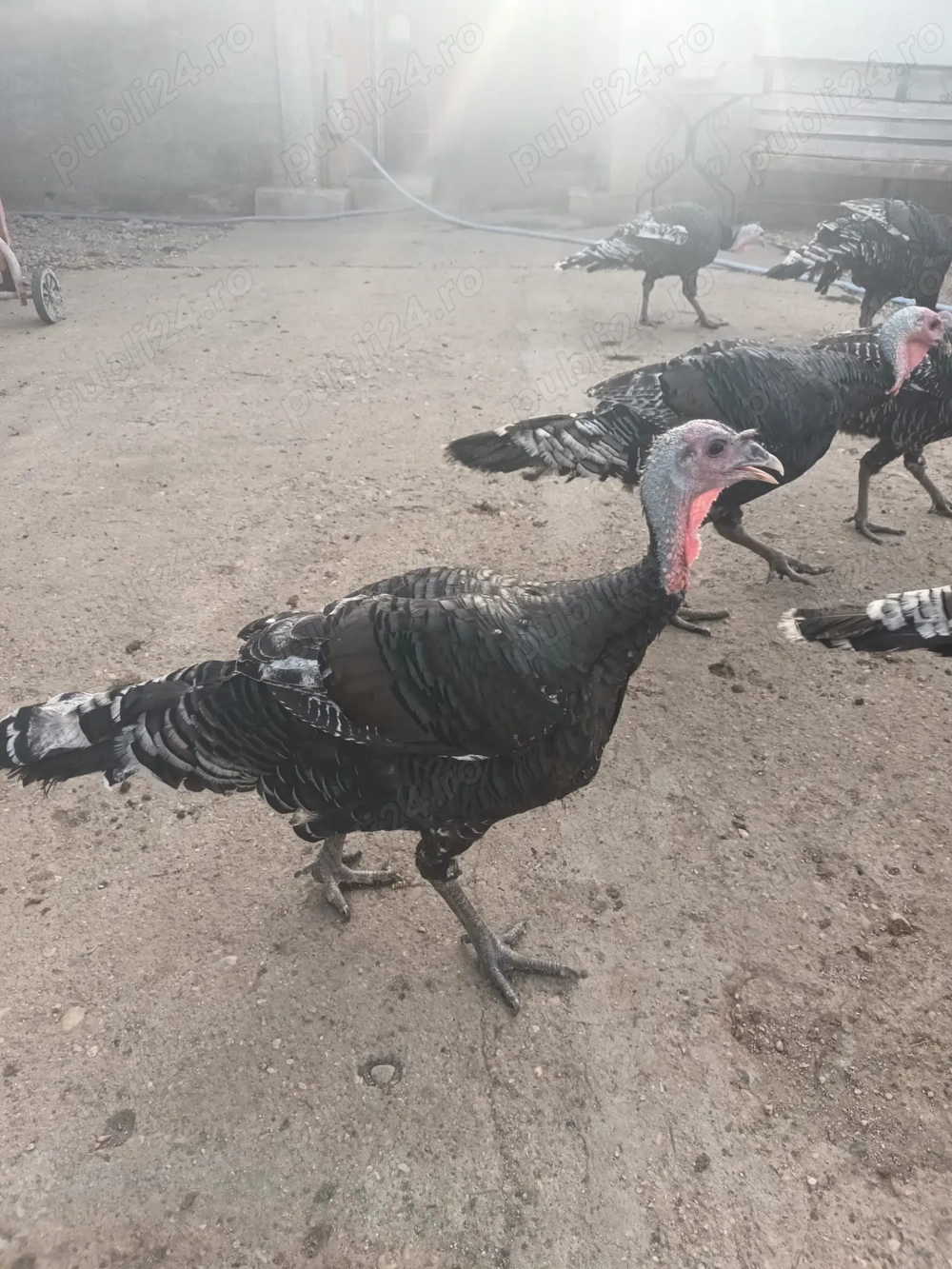 Curci de vânzare  Curci de vânzare