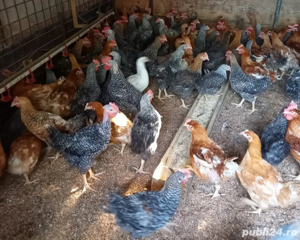 de vanzare pui mari  de vanzare pui mari