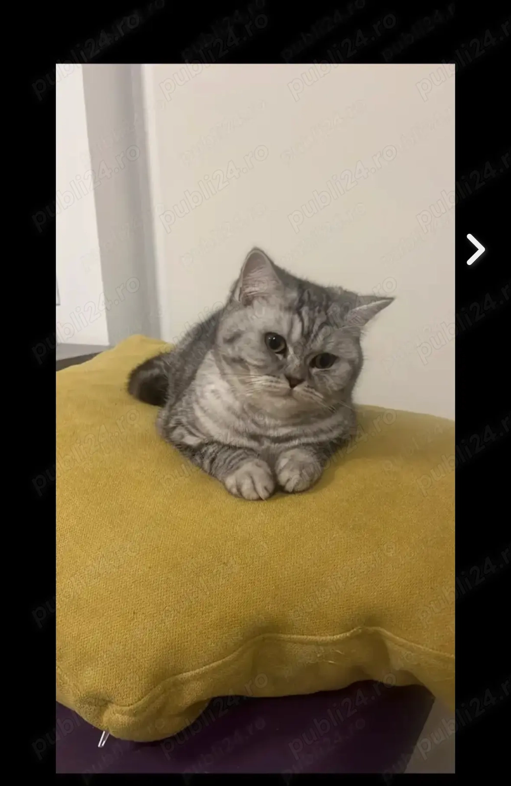 Vând cuplu femelă și motan vârstă 1 an sunt de aceeași vârstă , 