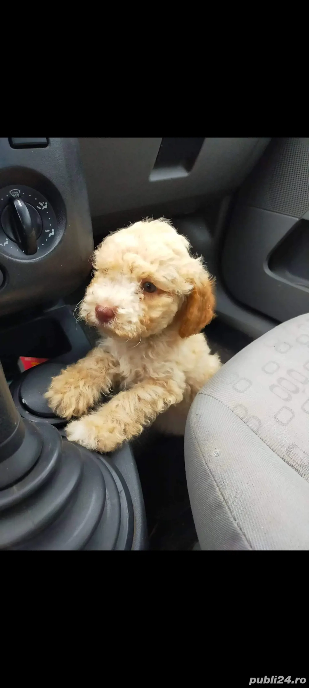 Lagotto romagnolo baiat disponibil din părinți cu pedigree 