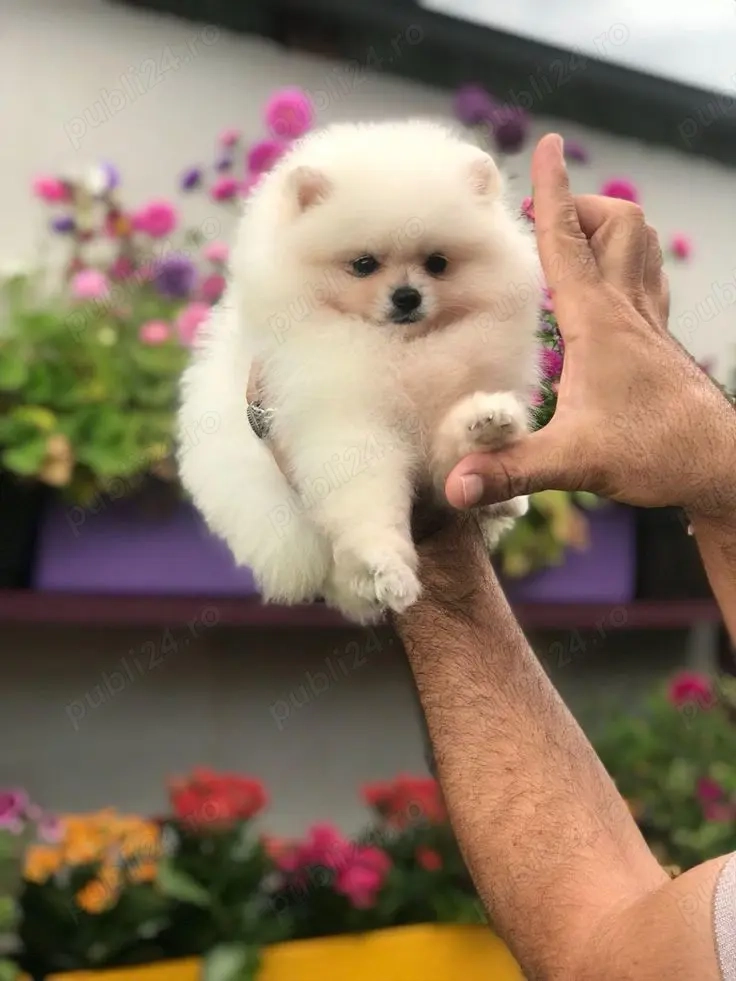 Hrana GRATUITA-Pomeranian Mini alb cu carnet,microcip,vaccin-transport la Bucuresti sau alte Orase