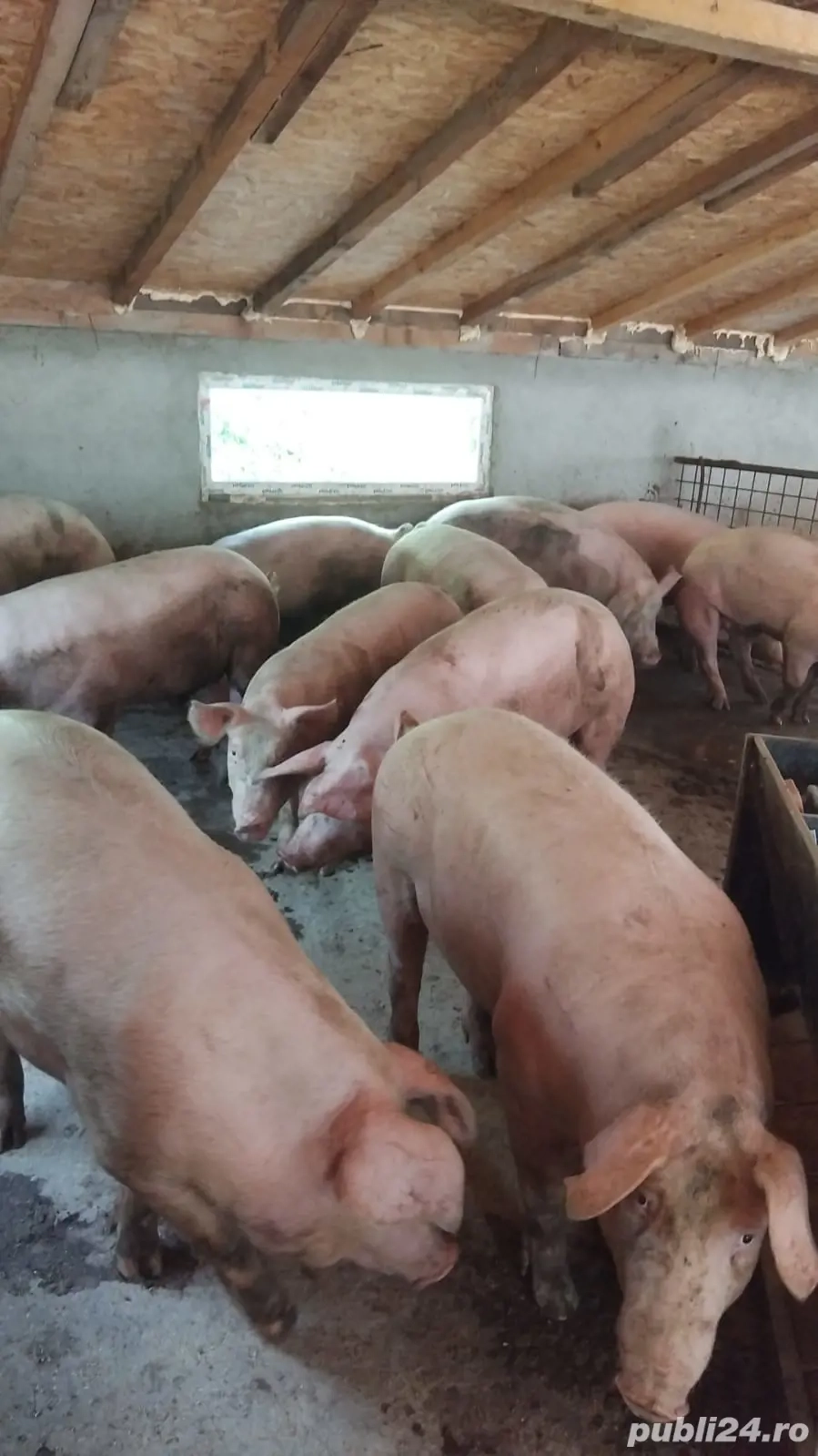 de vanzare de vanzare