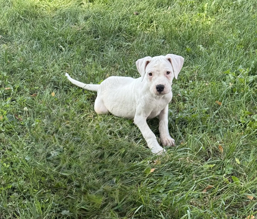 Vând Dog Argentinian Vând Dog Argentinian