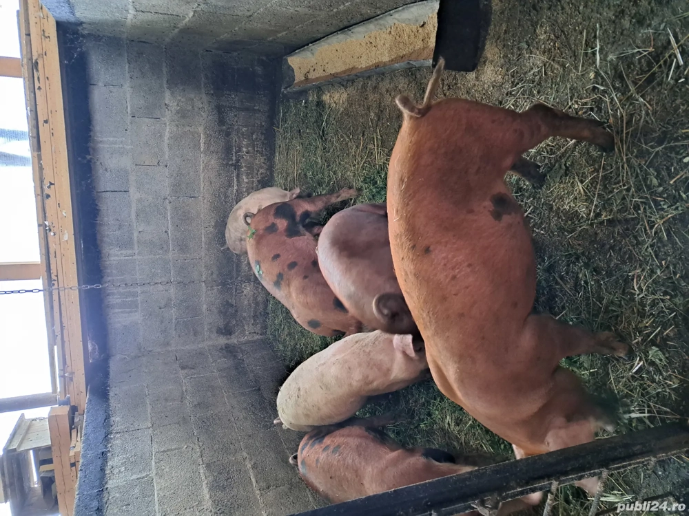 purcei de vanzare  purcei de vanzare