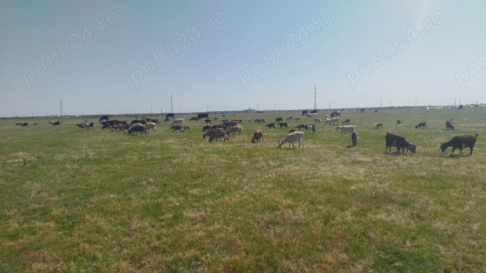 Lapte de capra Roșiori de Vede  Lapte de capra Roșiori de Vede