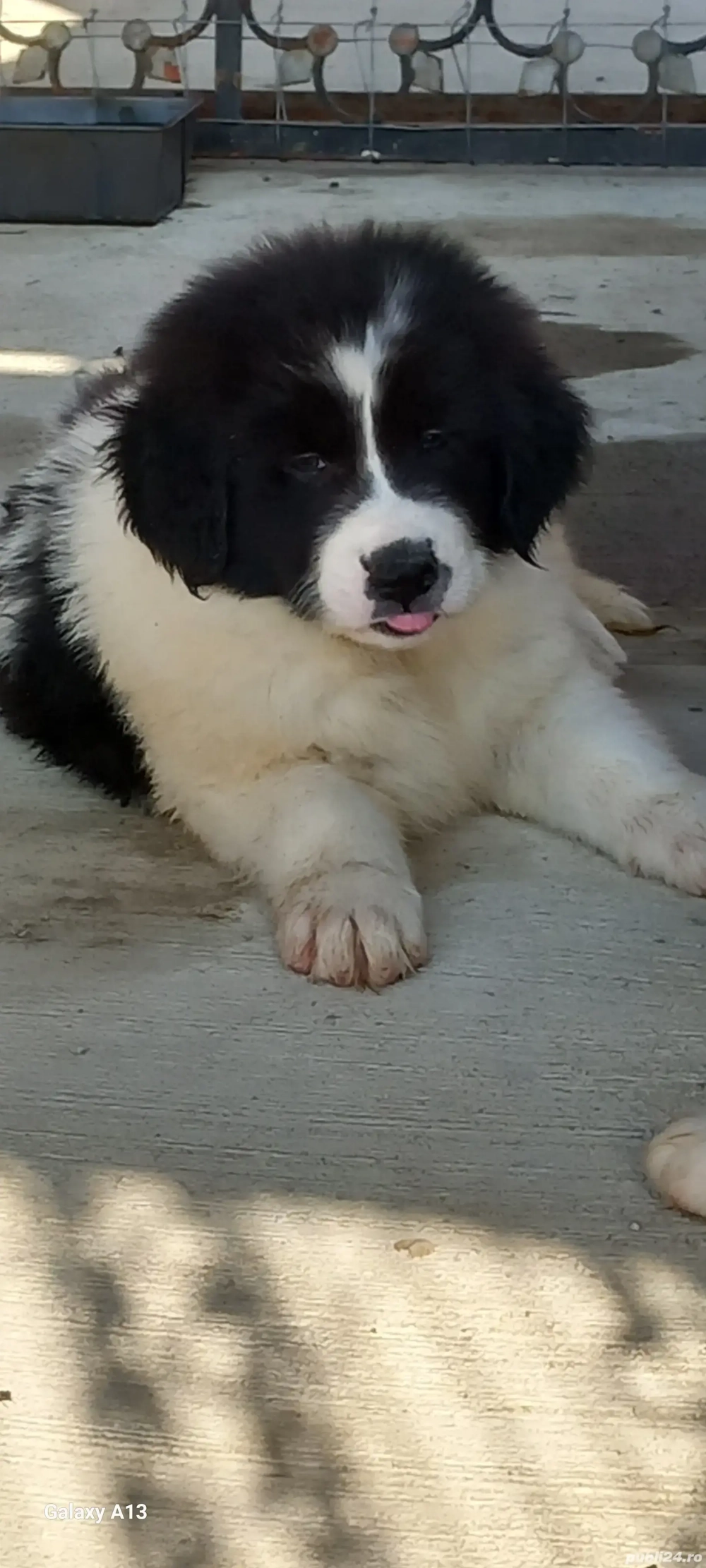 Pui Ciobănesc Romanesc de Bucovina 