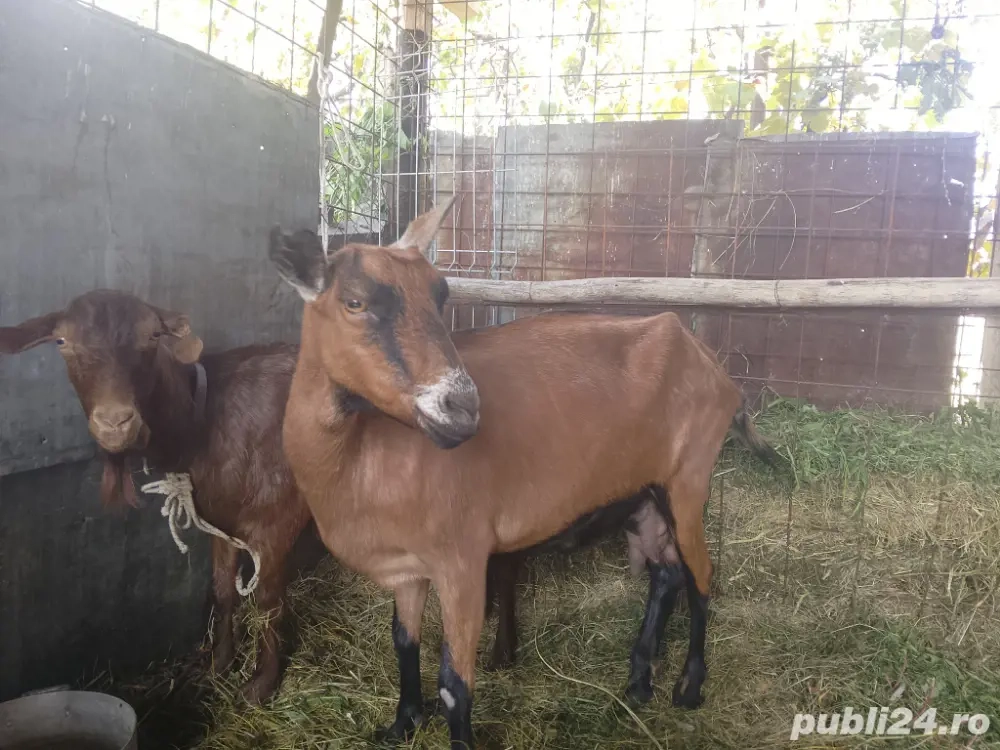 capre alpine franceze (originale ) 