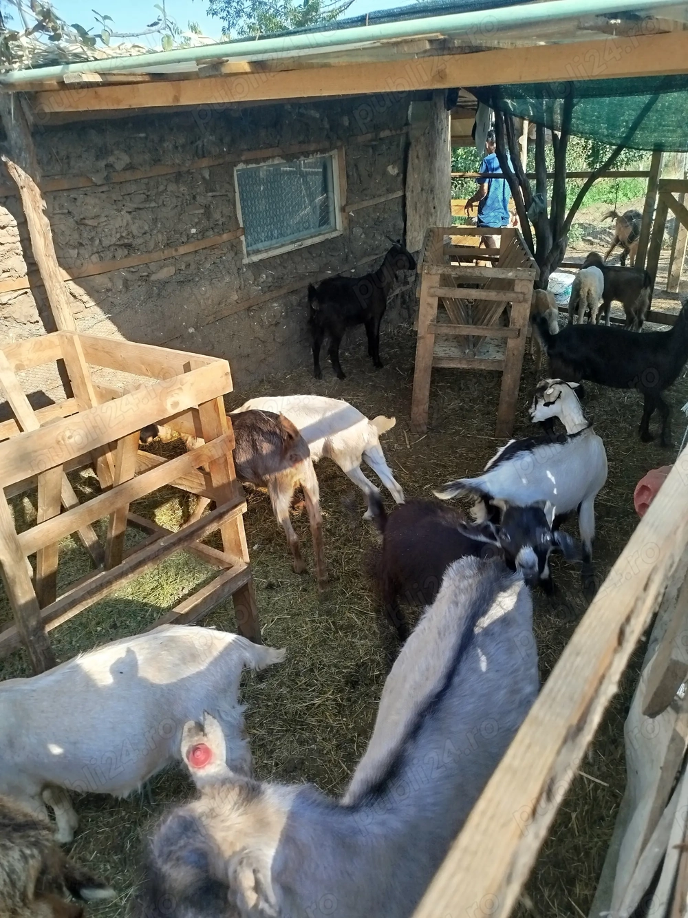 Țapi de vânzare prăsilă sau carcasa Țapi de vânzare prăsilă sau carcasa