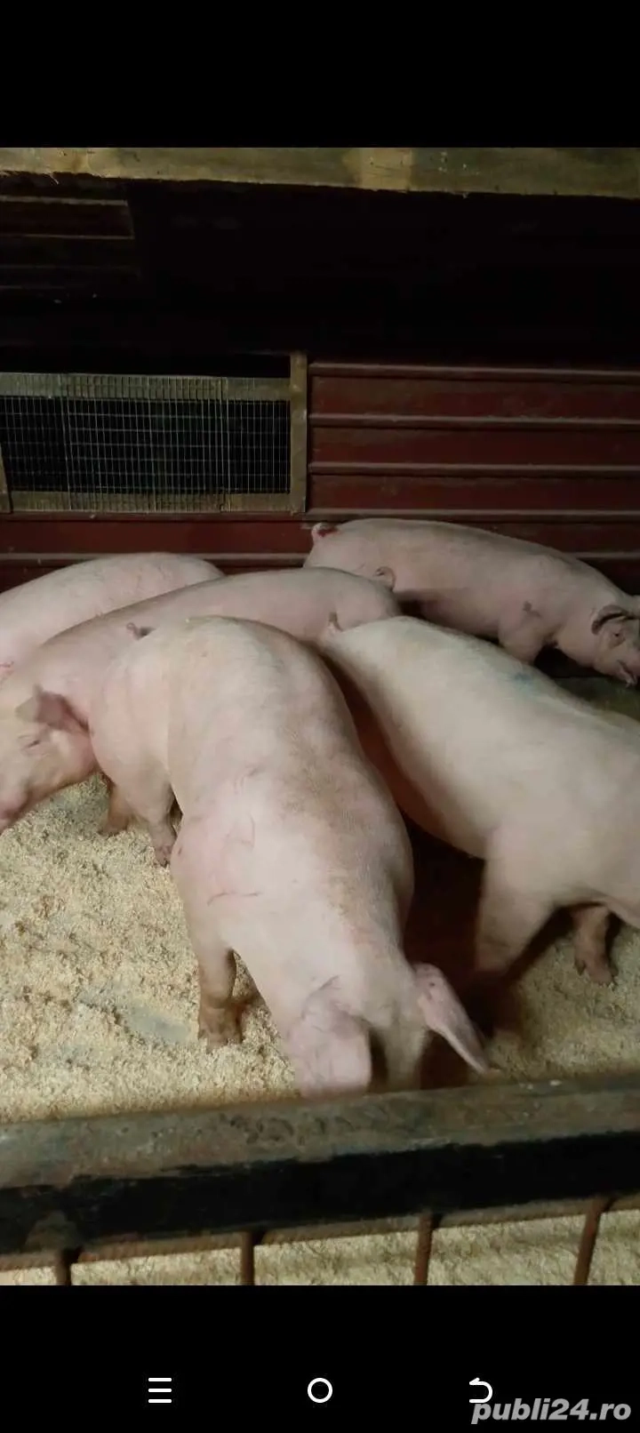 Vand porci la super calitate 