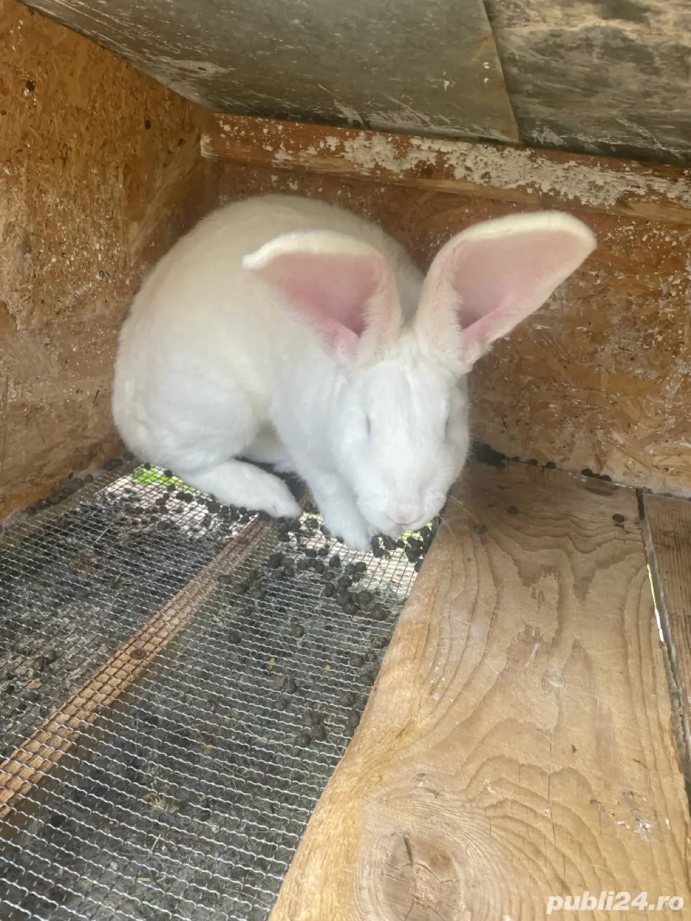 Iepuroaica urias german Iepuroaica urias german