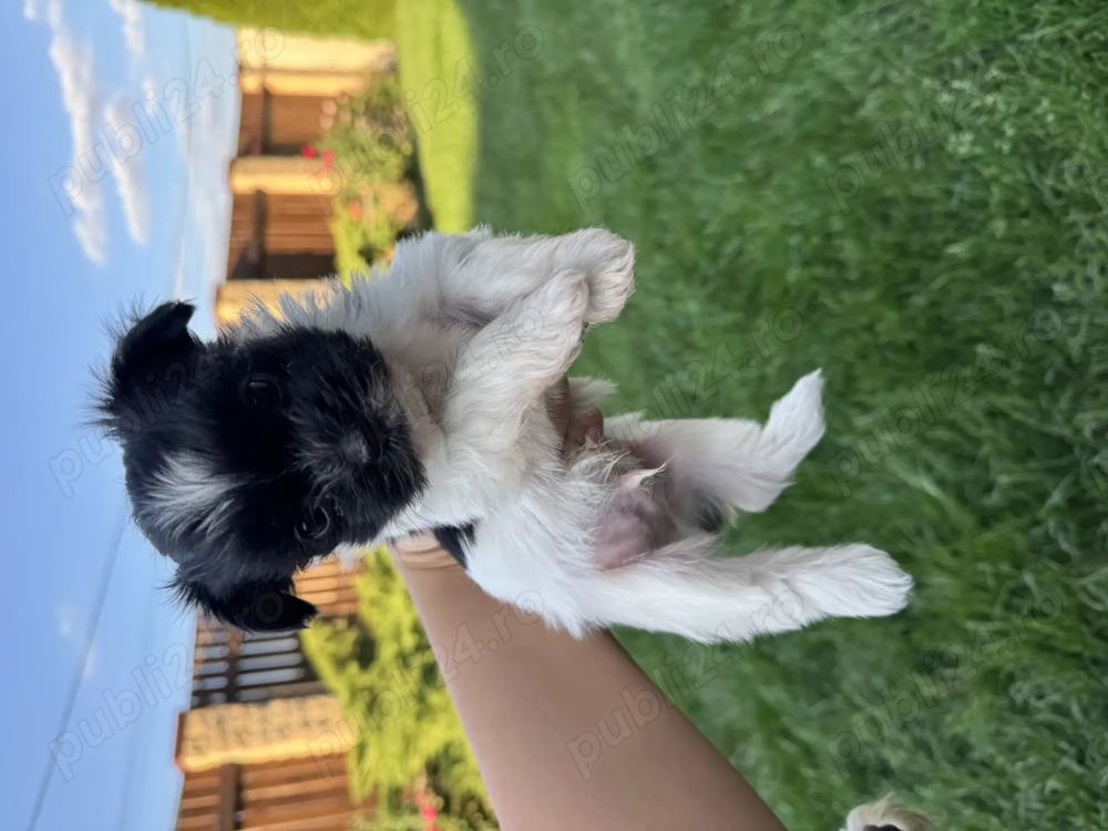 Bichoni Havanezi  Bichoni Havanezi