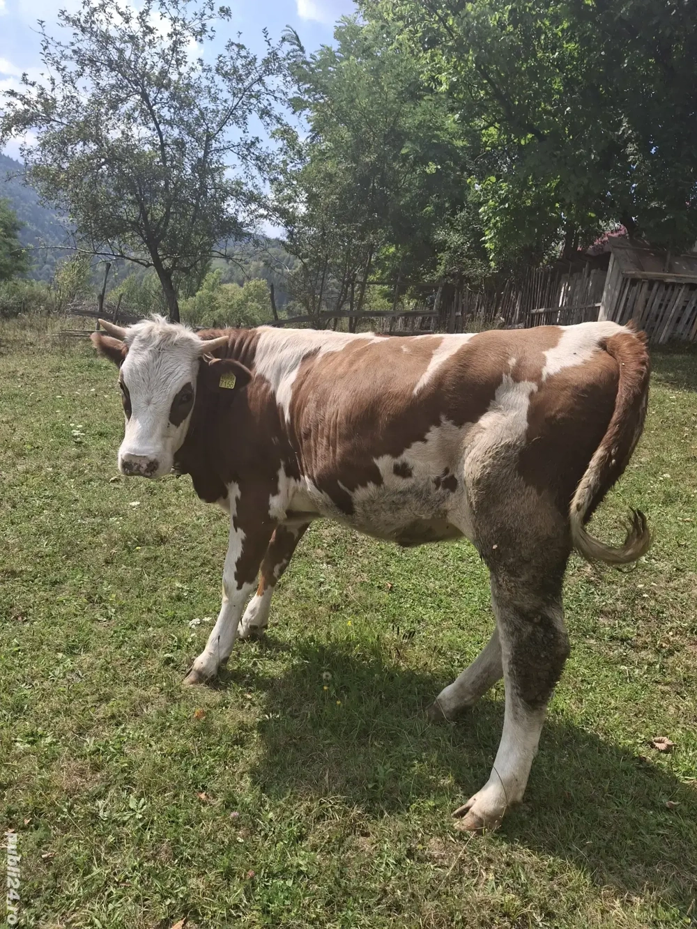 vand juninca de un an 350 kg 