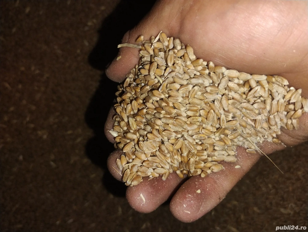 grau de vanzare 2025