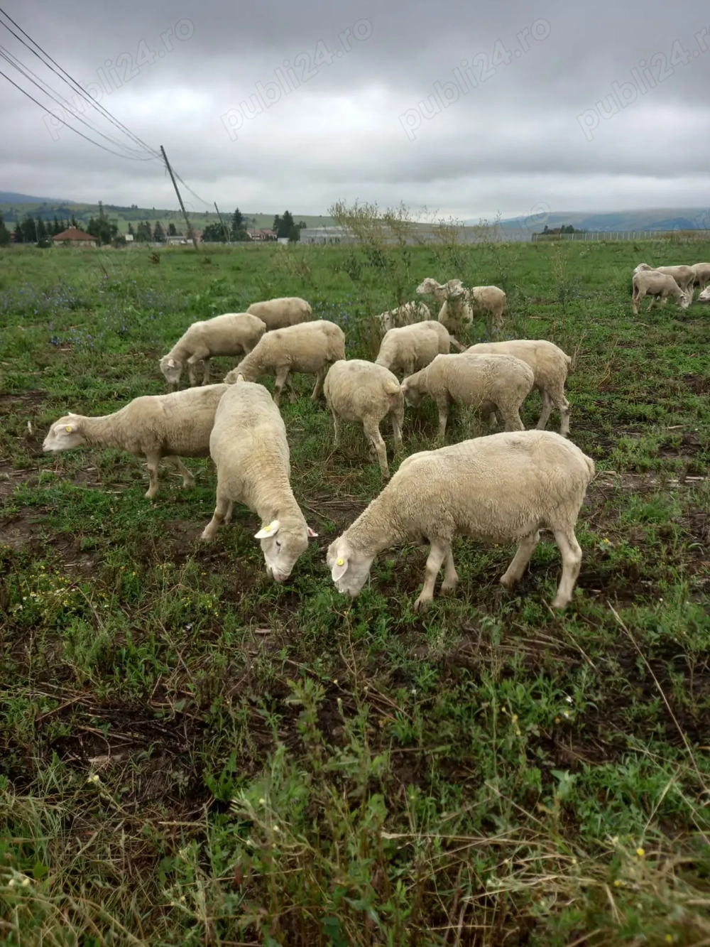 Vand oii ildefrans  Vand oii ildefrans