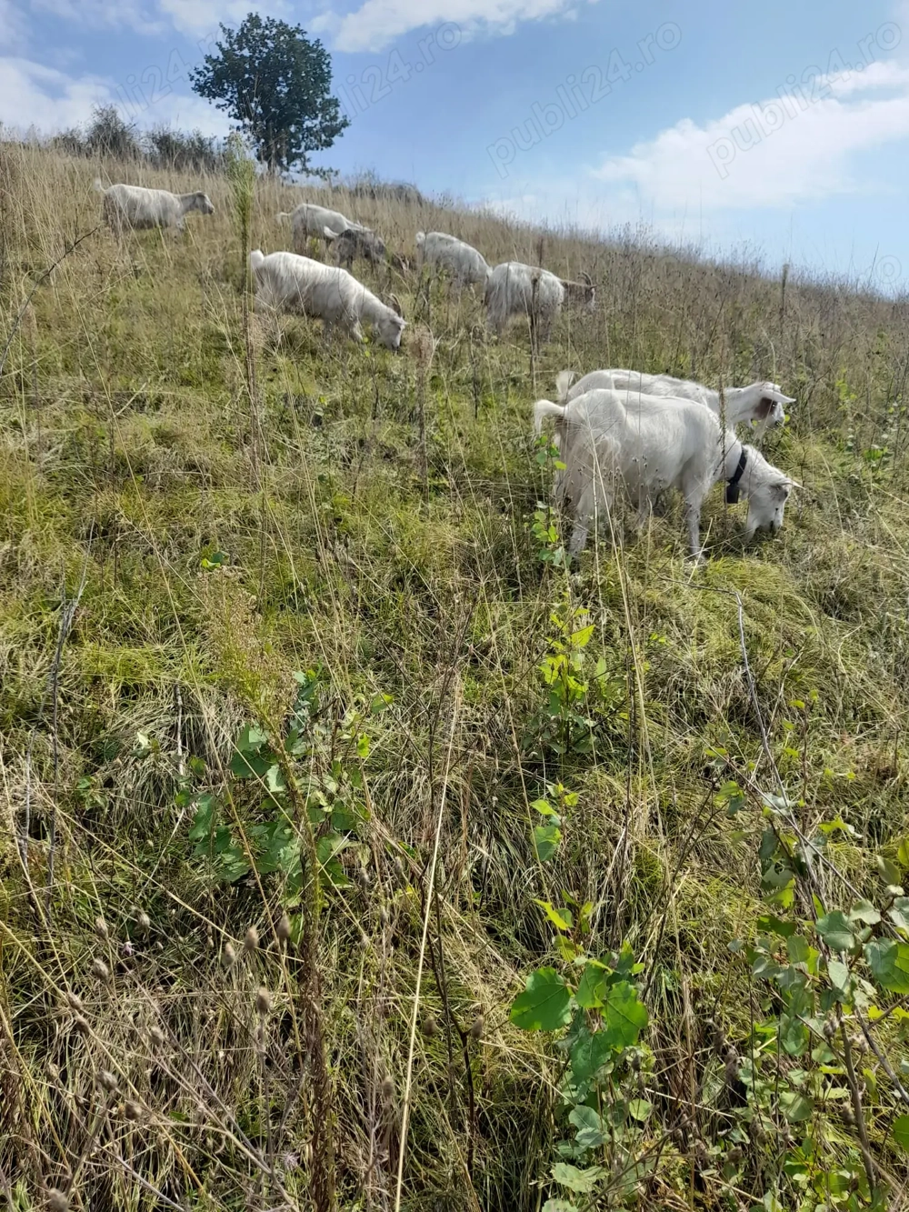 Capre de vânzare  400 RON  bucata