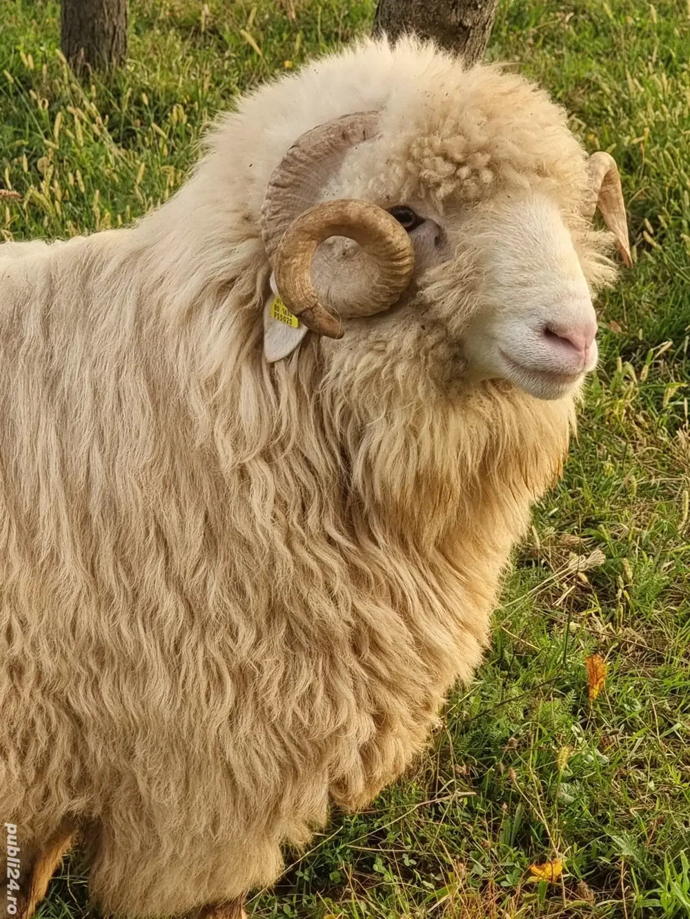 berbec Bal  berbec Bal