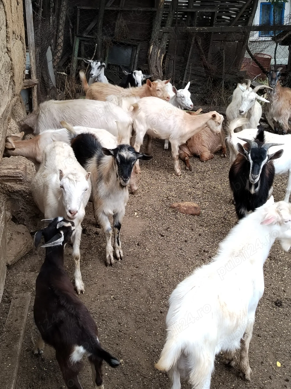 Capre și iezi de vânzare  Capre și iezi de vânzare