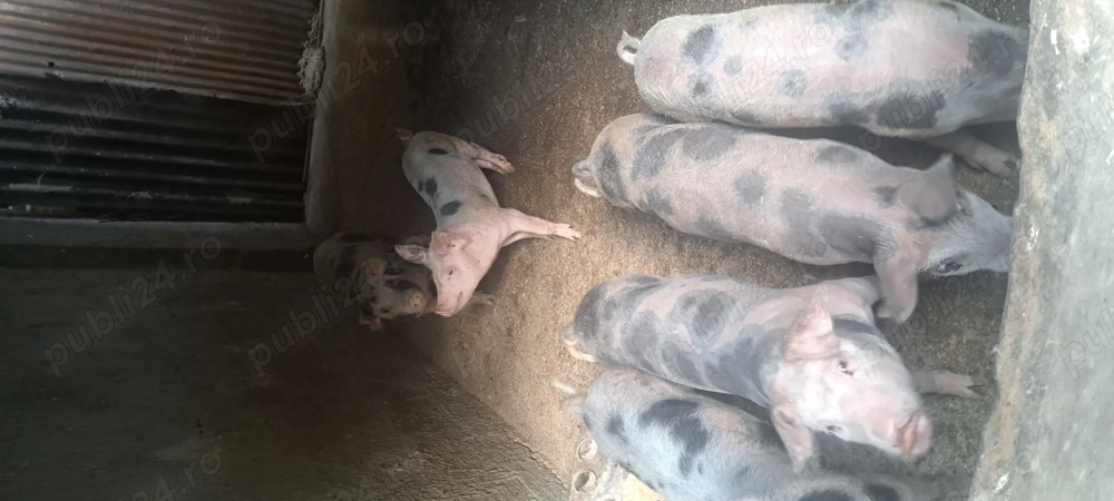 Purcei ptr rotisor  Purcei ptr rotisor