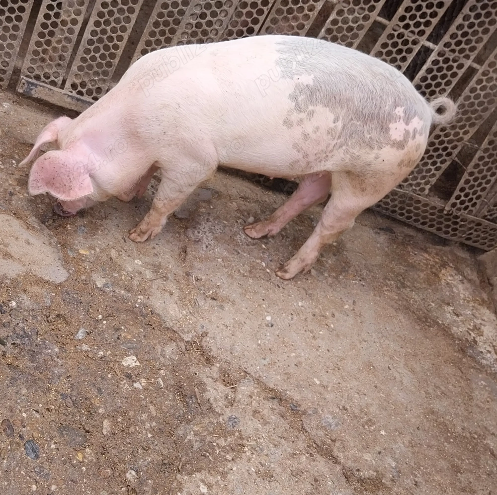 Vând porci Vând porci