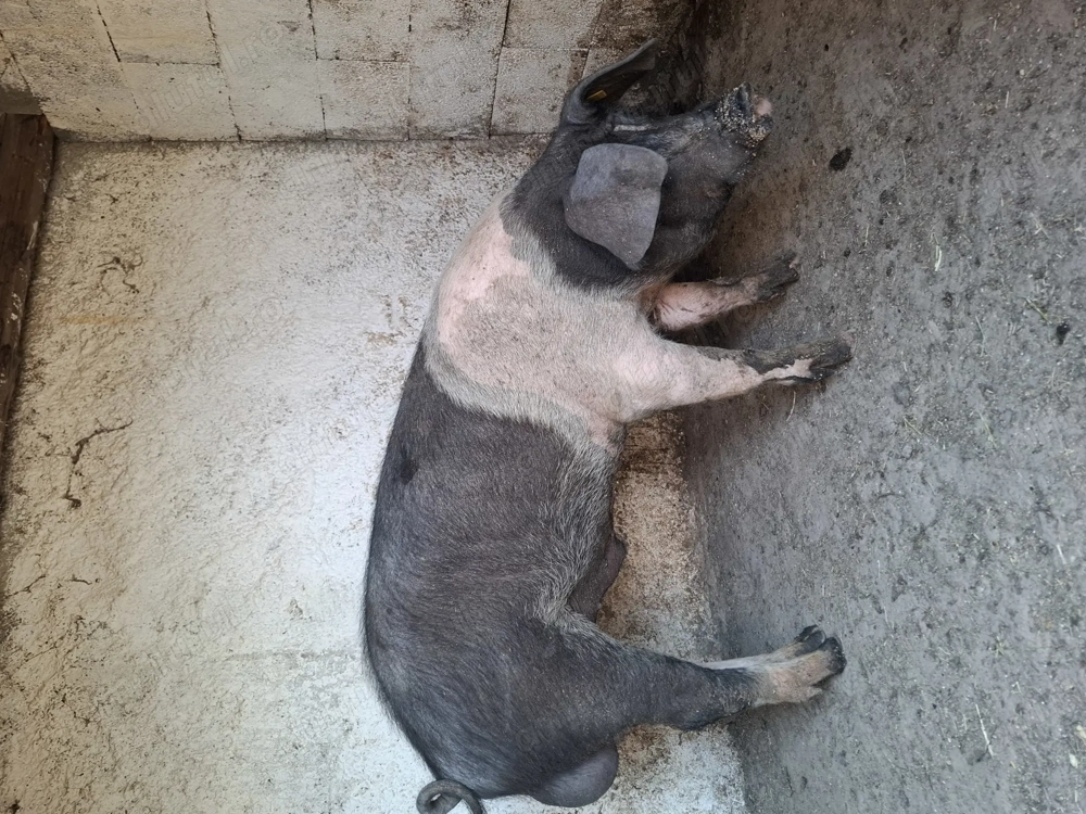 Vier bazna bun de monta 