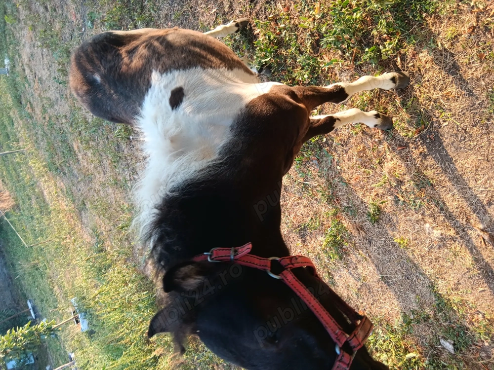 Vând poienita de 7 luni Vând poienita de 7 luni