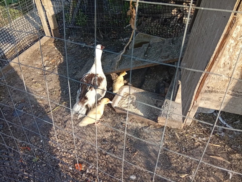 Vând boboci de rate mute. Vând boboci de rate mute.