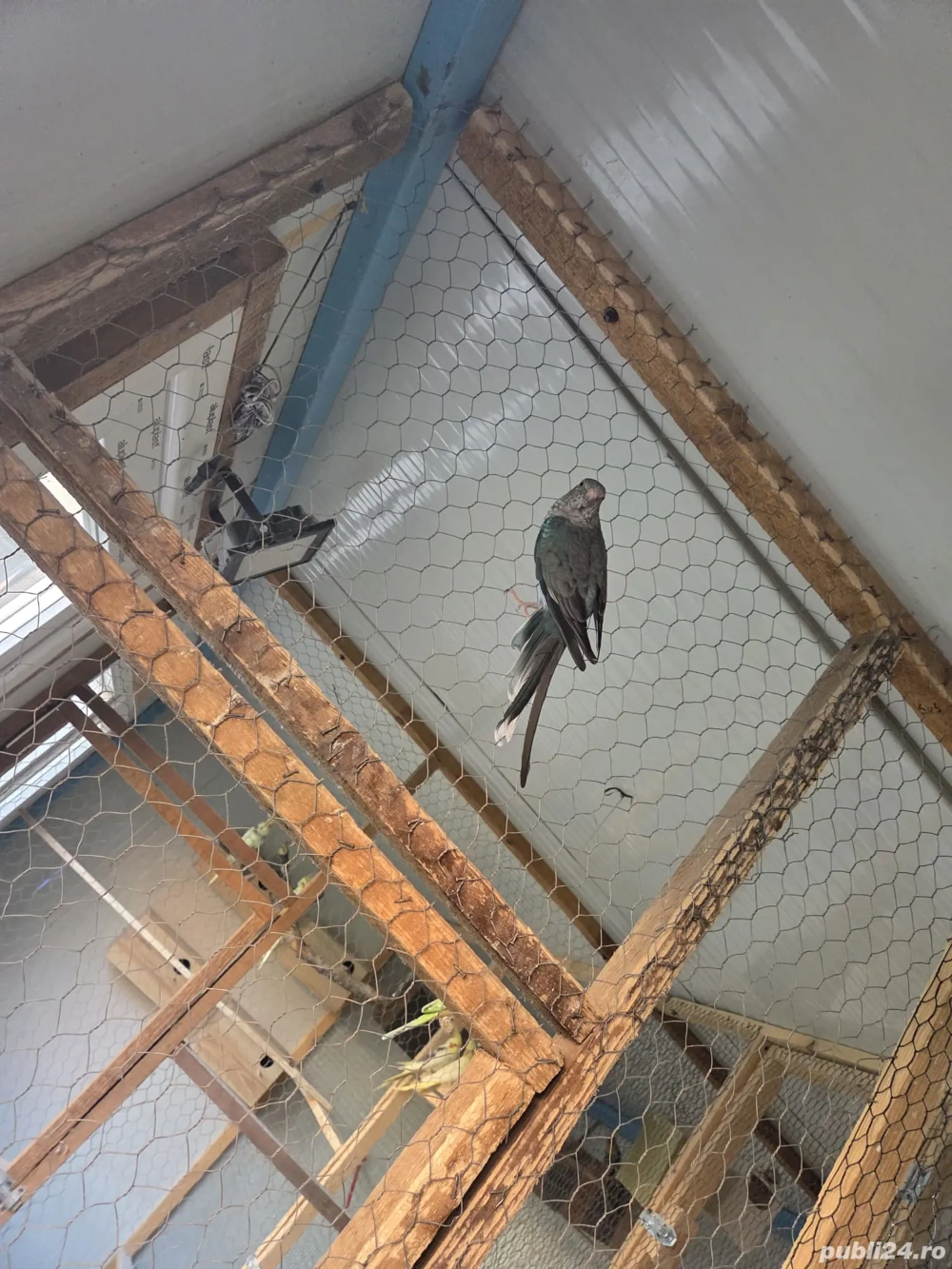 Cantatori de vanzare 