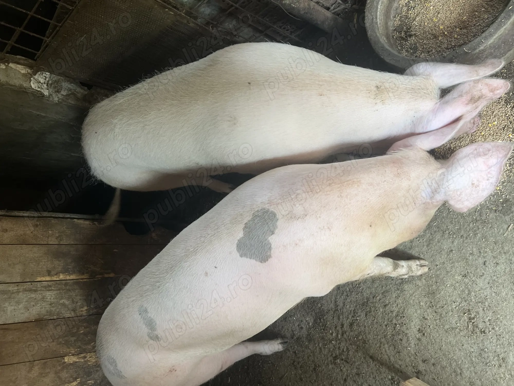 Vând porci de carne Vând porci de carne