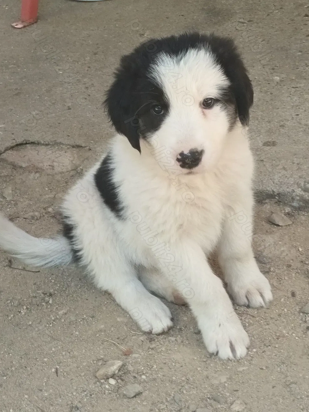 Cățelușe ciobănești 3 luni! Cățelușe ciobănești 3 luni!